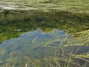 54 Piante acquatiche nel Lago Piccolo